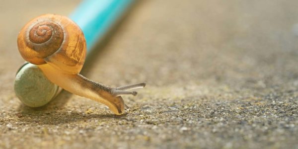 A snail moves off of a stick to the ground.
